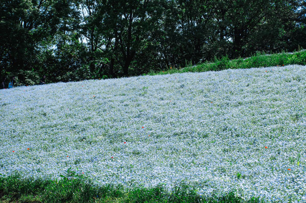 昭和記念公園　モネフィラ